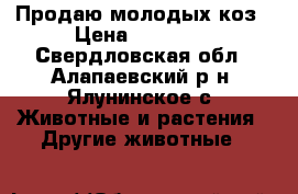 Продаю молодых коз › Цена ­ 13 500 - Свердловская обл., Алапаевский р-н, Ялунинское с. Животные и растения » Другие животные   